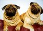 Two pugs.