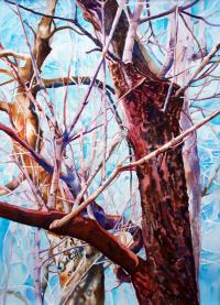 Cottonwoods.