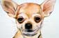 Chihuahua headshot.