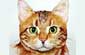 Headshot of a tawny cat.