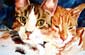 Two cats sleeping.