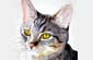 Headshot of a gray tabby cat.