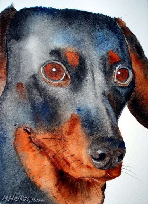 Dachshund