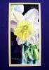 Delightful Daffodil (2)
