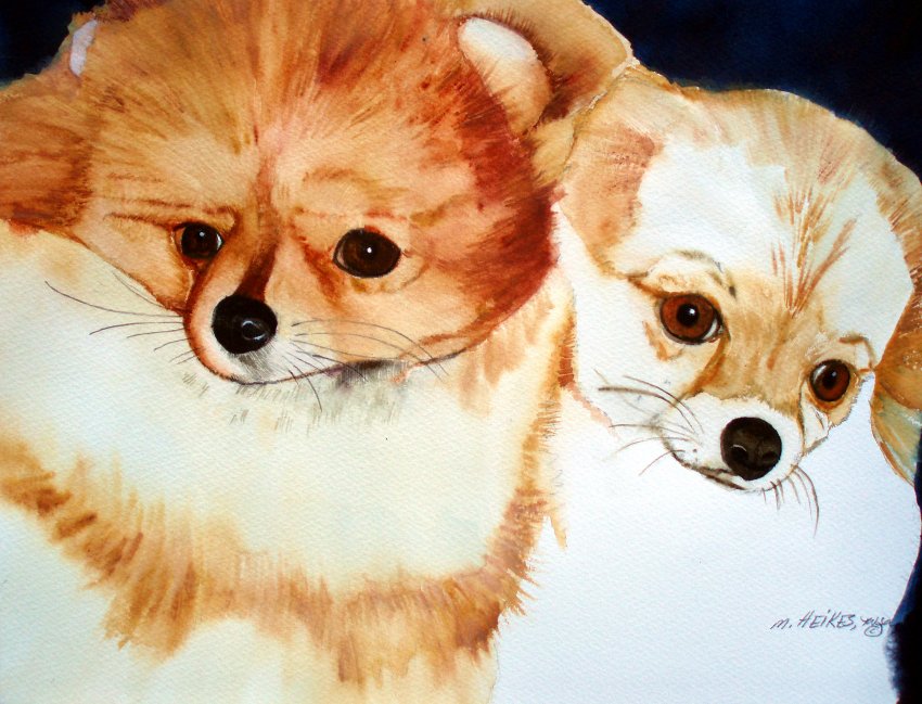 Pomeranians