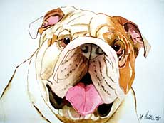 Portrait of bulldog.