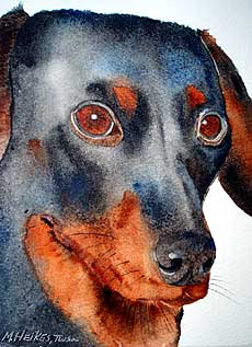 Portrait of dachshund.