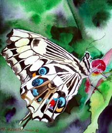 Swallowtail Butterfly